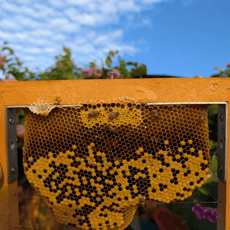 Little Candle Makers: Beeswax Fun!