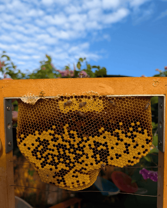 Little Candle Makers: Beeswax Fun!