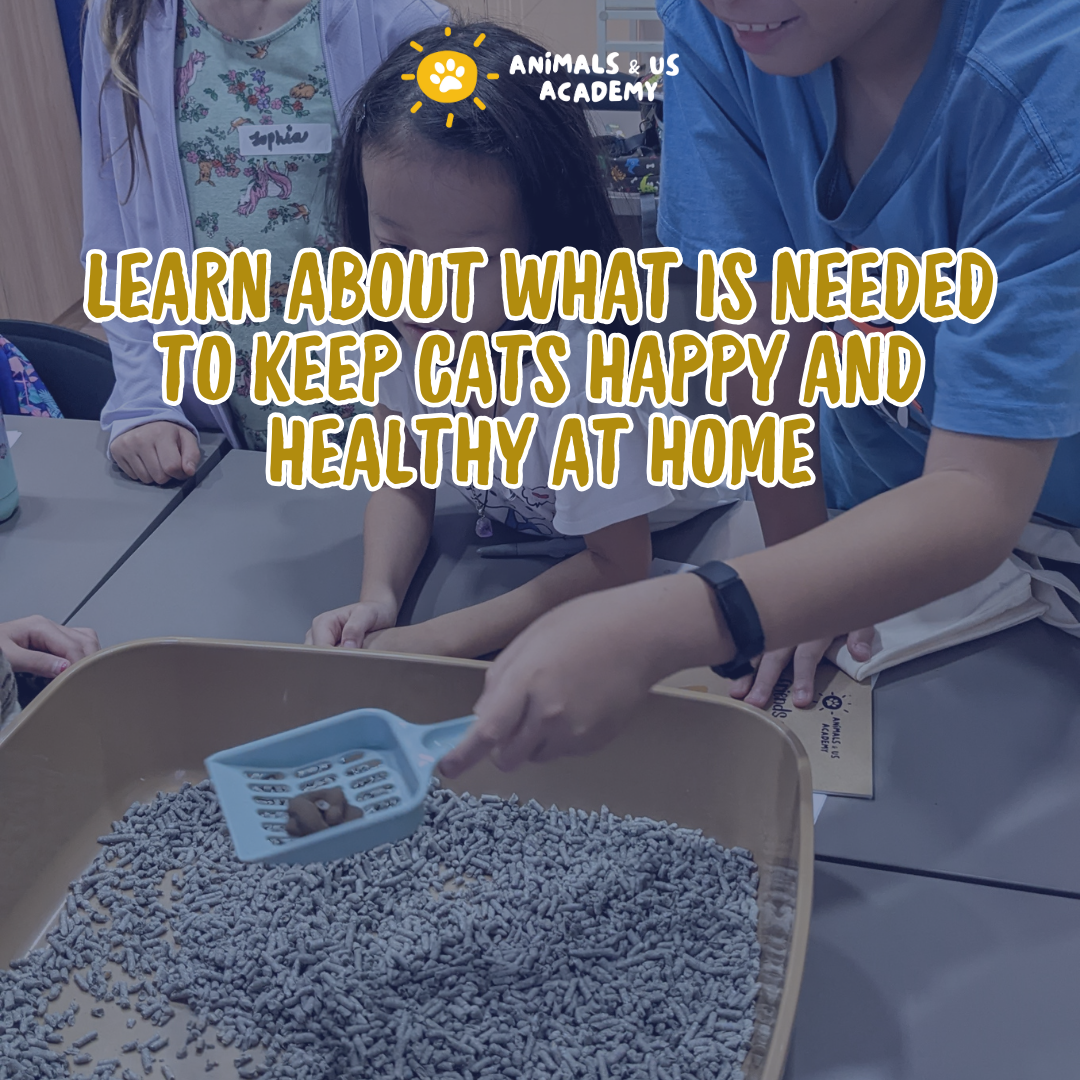 Friends of Cats: From Curiosity to Care