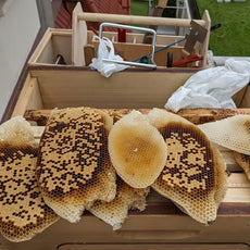 Little Candle Makers: Beeswax Fun!