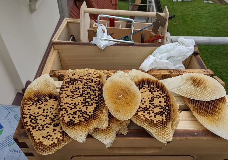 Little Candle Makers: Beeswax Fun!