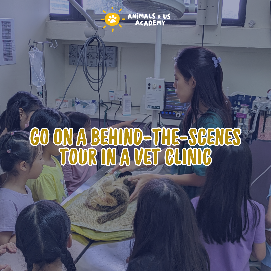 Day at The Vets (Junior)