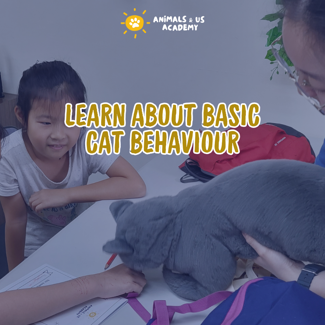 Friends of Cats: From Curiosity to Care