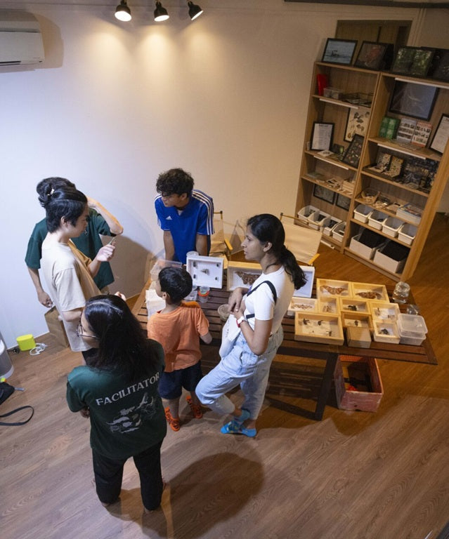 Insect Diorama Workshop: Learn and Create Your Bug World