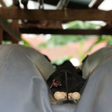 Bee-Friendly Permaculture Tour