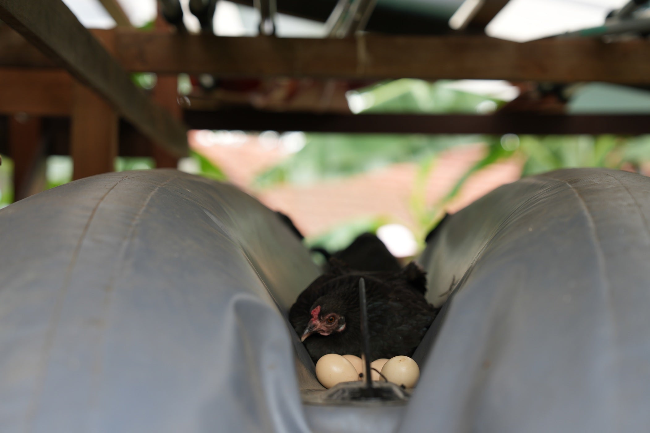 Bee-Friendly Permaculture Tour