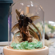 Insect Diorama Workshop: Learn and Create Your Bug World