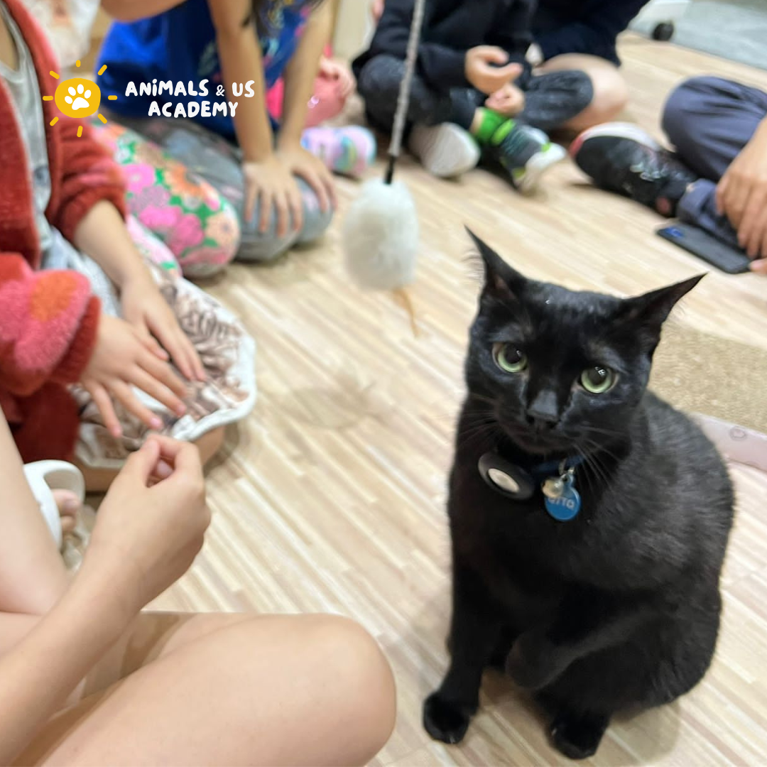 Friends of Cats: From Curiosity to Care