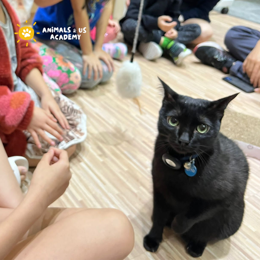 Friends of Cats: From Curiosity to Care