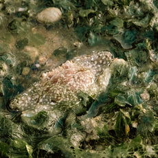 Marine & Nature Discovery Adventure (Pasir Ris Intertidal)