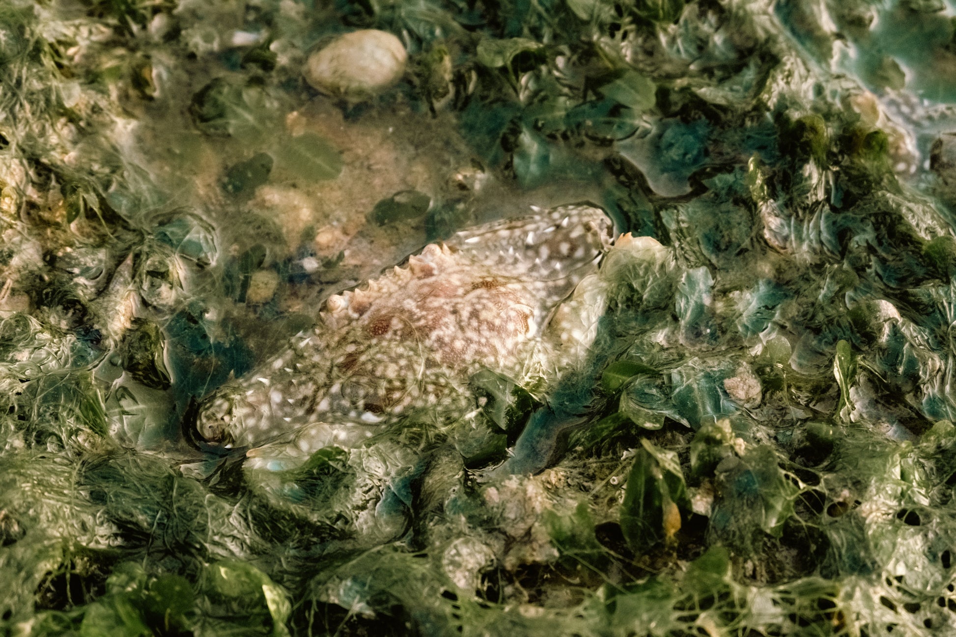 Marine & Nature Discovery Adventure (Pasir Ris Intertidal)