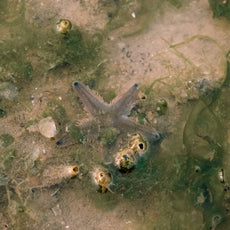 Marine & Nature Discovery Adventure (Pasir Ris Intertidal)