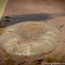 Marine & Nature Discovery Adventure (Changi Intertidal)