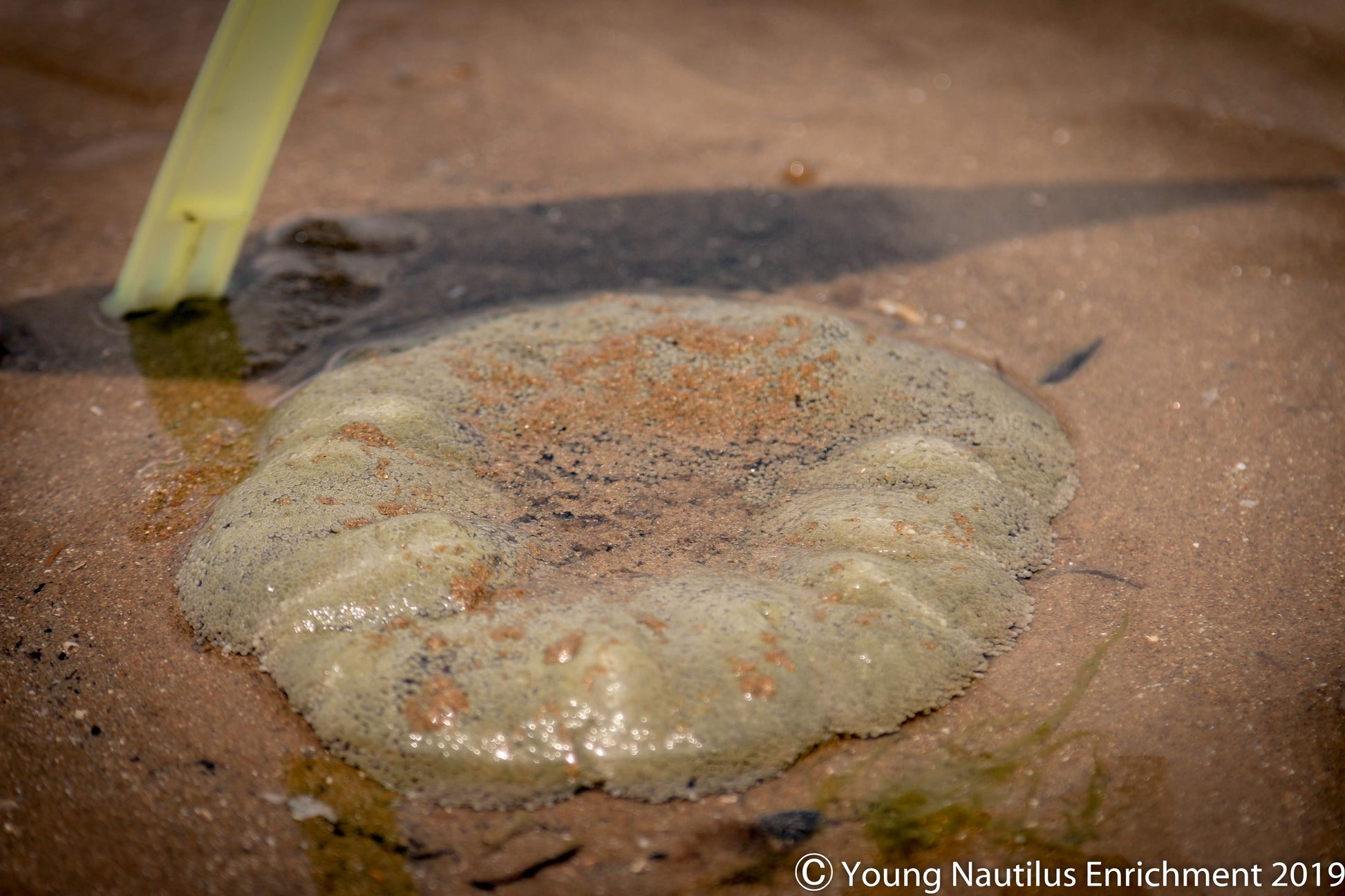 Marine & Nature Discovery Adventure (Changi Intertidal)