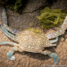 Marine & Nature Discovery Adventure (Changi Intertidal)