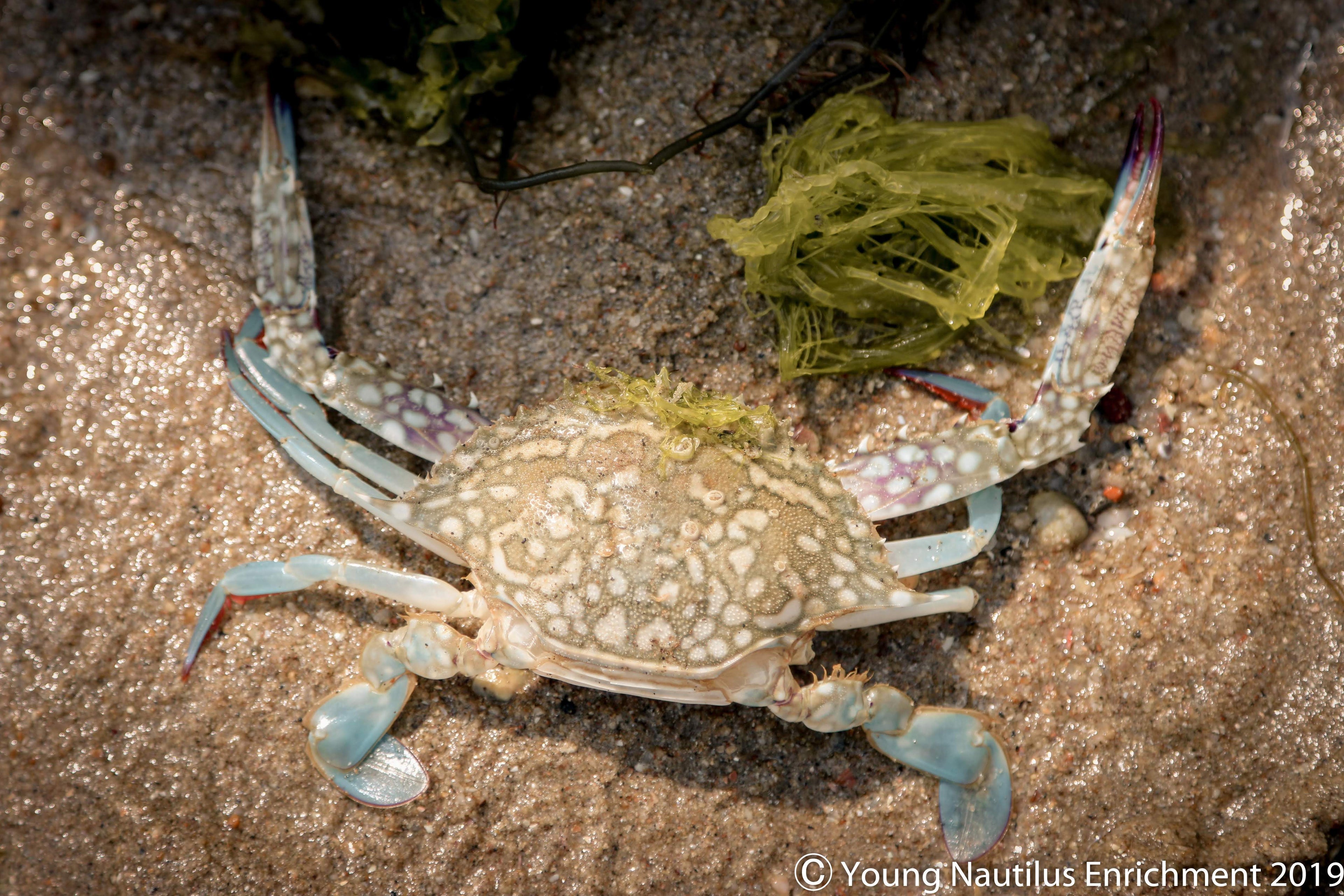 Marine & Nature Discovery Adventure (Changi Intertidal)