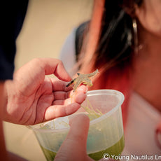 Marine & Nature Discovery Adventure (Changi Intertidal)