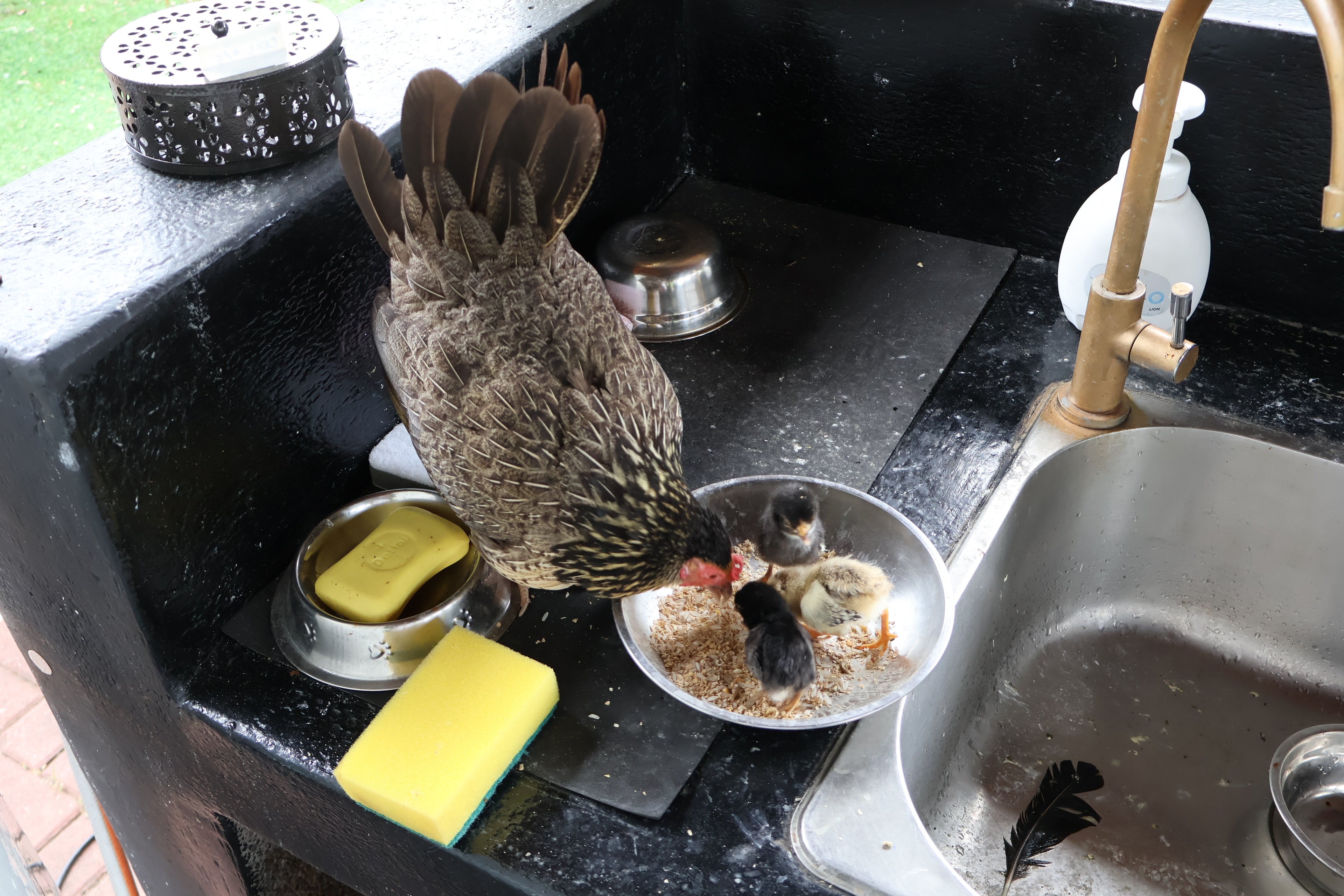 Learn to Raise Your Own Chickens (No Farm Needed!)