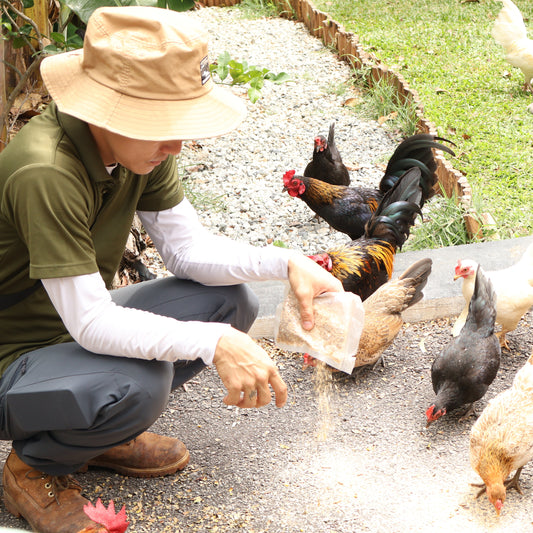 Learn to Raise Your Own Chickens (No Farm Needed!)