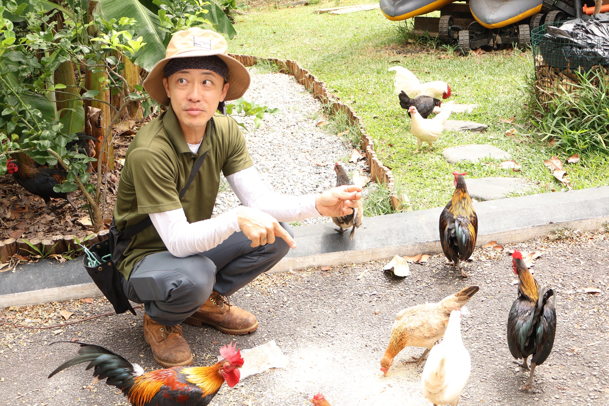 Learn to Raise Your Own Chickens (No Farm Needed!)