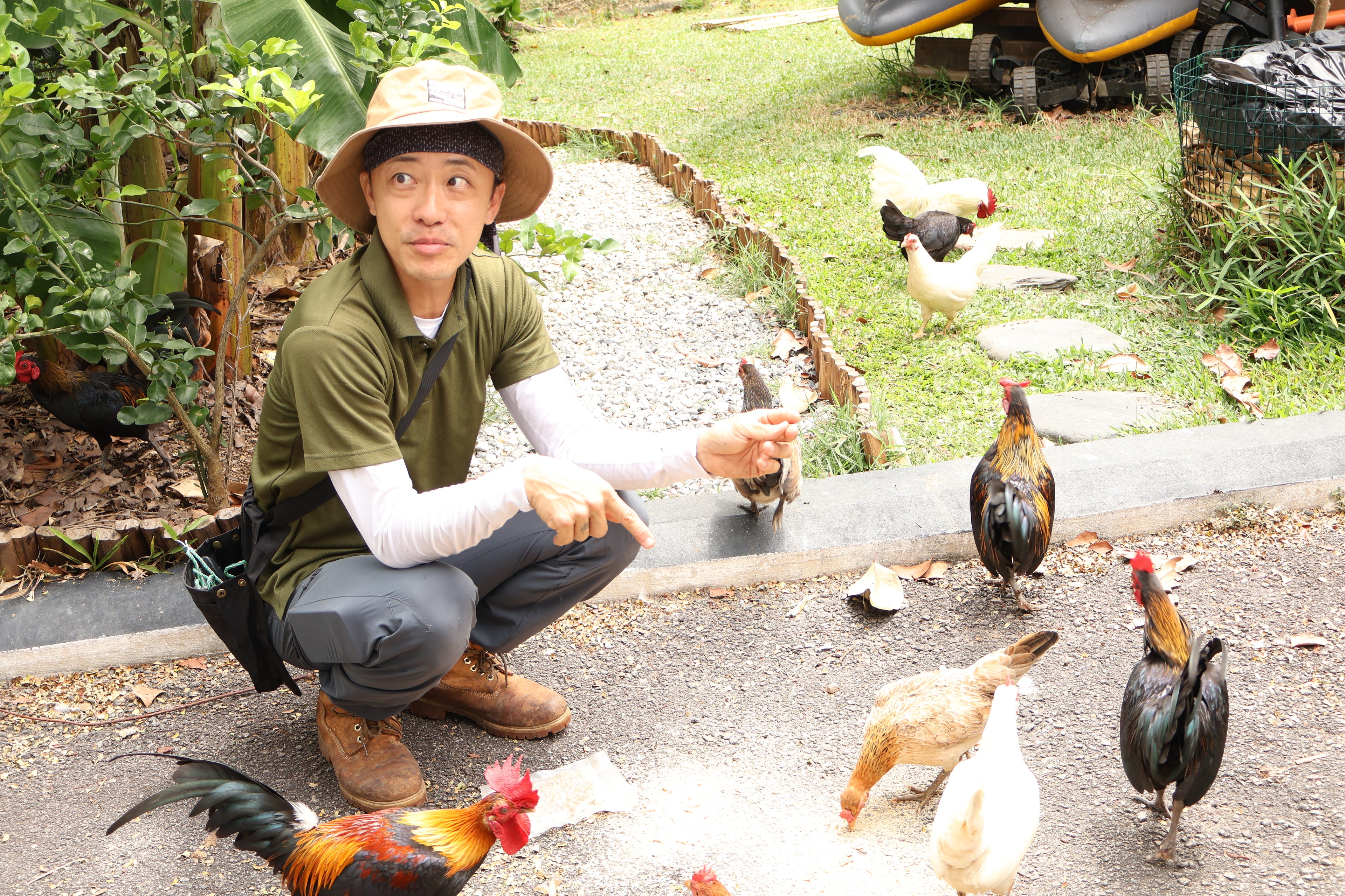 Learn to Raise Your Own Chickens (No Farm Needed!)