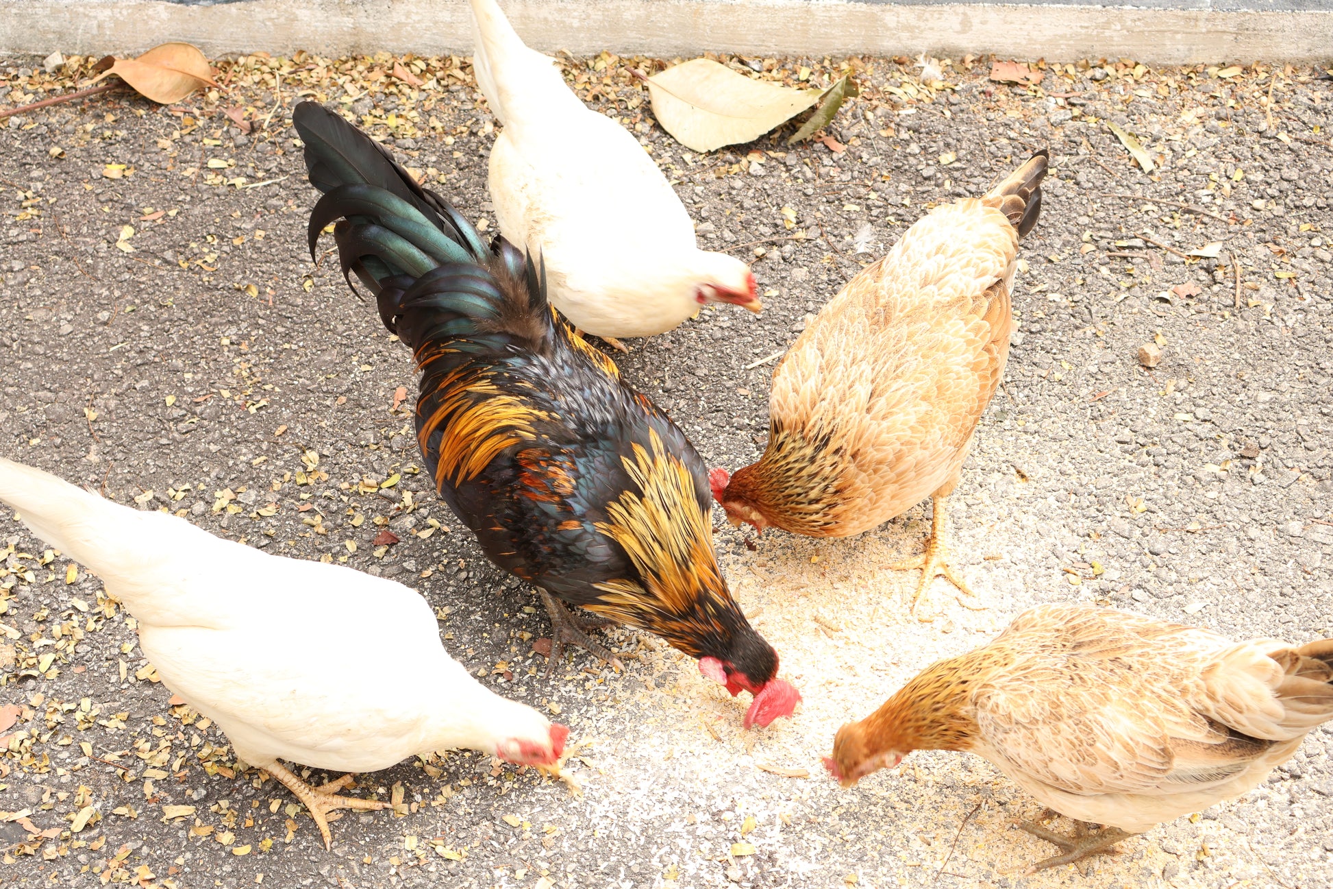 Learn to Raise Your Own Chickens (No Farm Needed!)