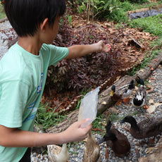 Learn to Raise Your Own Chickens (No Farm Needed!)