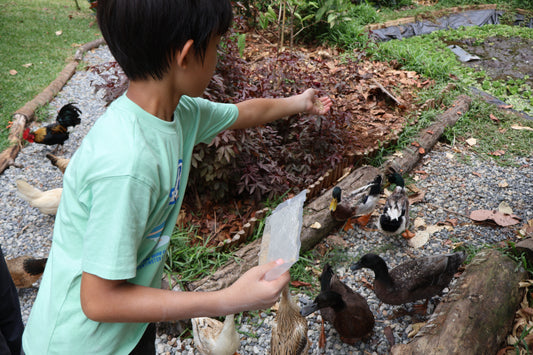 Learn to Raise Your Own Chickens (No Farm Needed!)