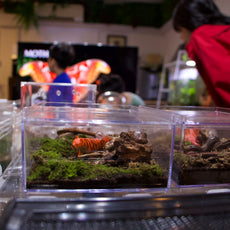Exploring Insects: A Hands-On Entomology Experience (Indoor)