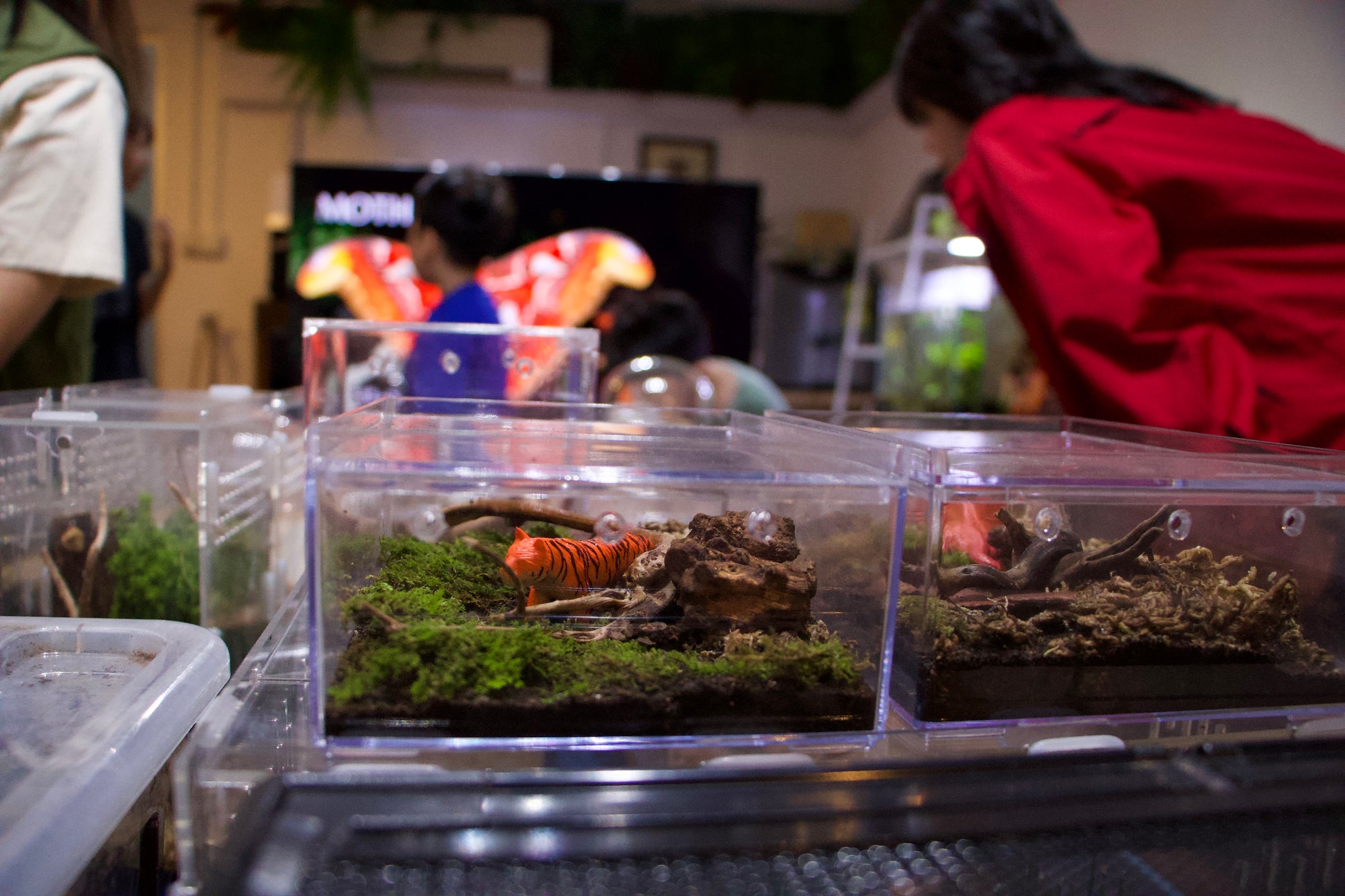 Exploring Insects: A Hands-On Entomology Experience (Indoor)