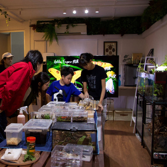 Exploring Insects: A Hands-On Entomology Experience (Indoor)