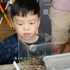 Fun with Rolly Pollies - Build Your Own Insectarium