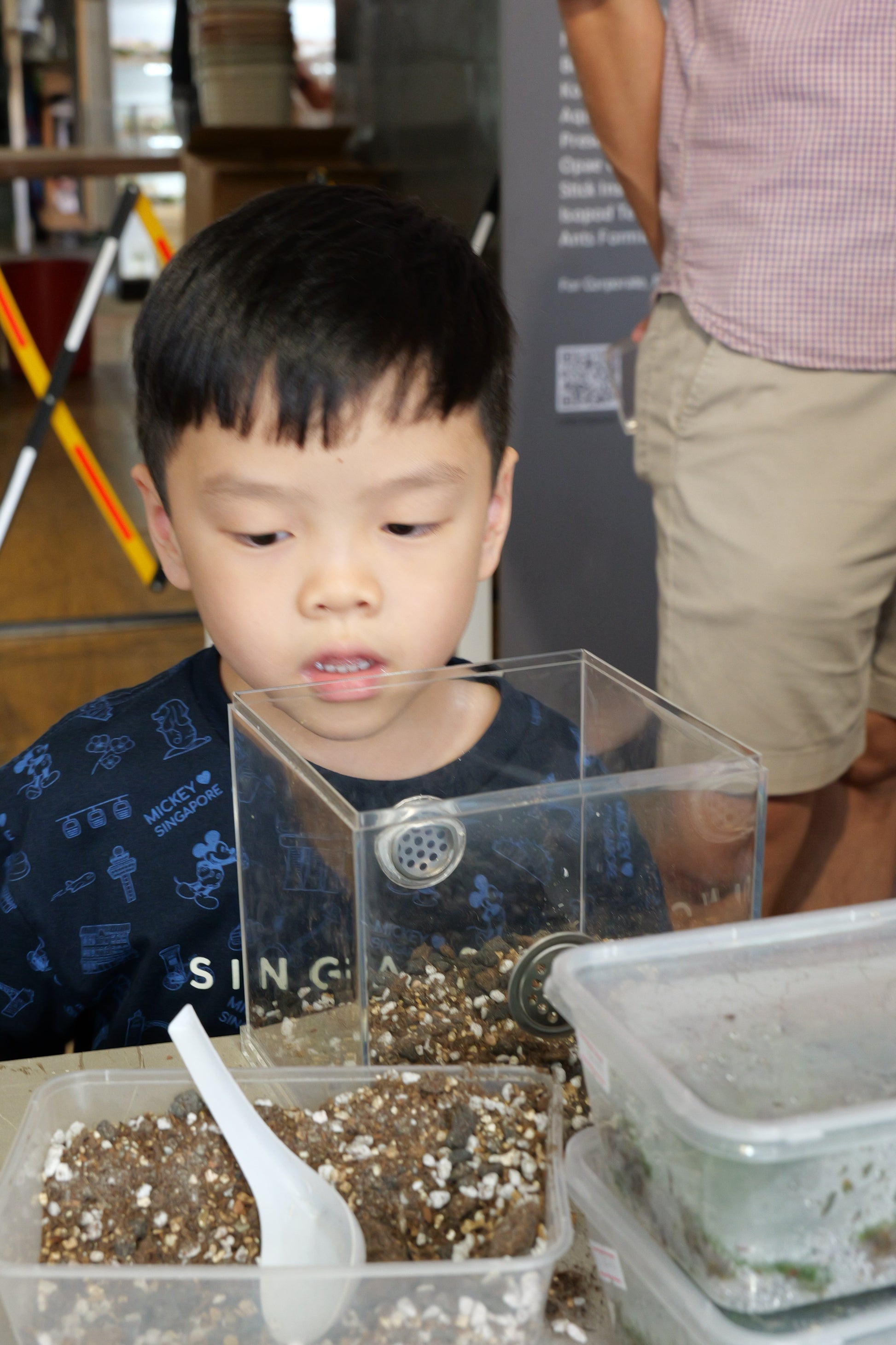 Fun with Rolly Pollies - Build Your Own Insectarium