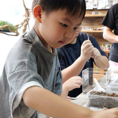 Fun with Rolly Pollies - Build Your Own Insectarium