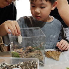 Fun with Rolly Pollies - Build Your Own Insectarium