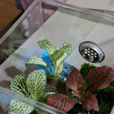 Build Your Own Moss Terrarium + Goldfish Scooping