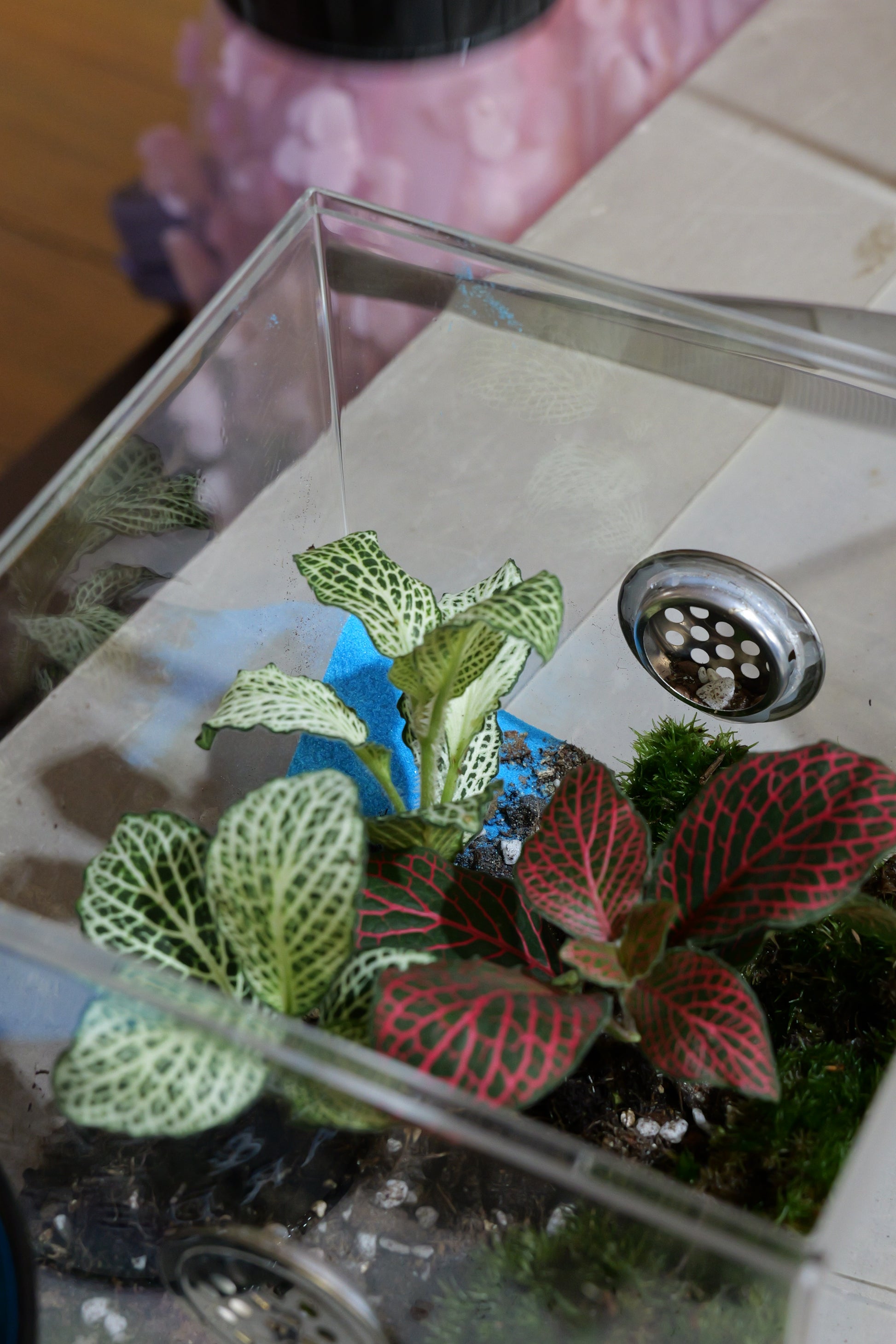 Build Your Own Moss Terrarium + Goldfish Scooping