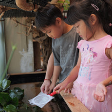 Build Your Own Moss Terrarium + Goldfish Scooping