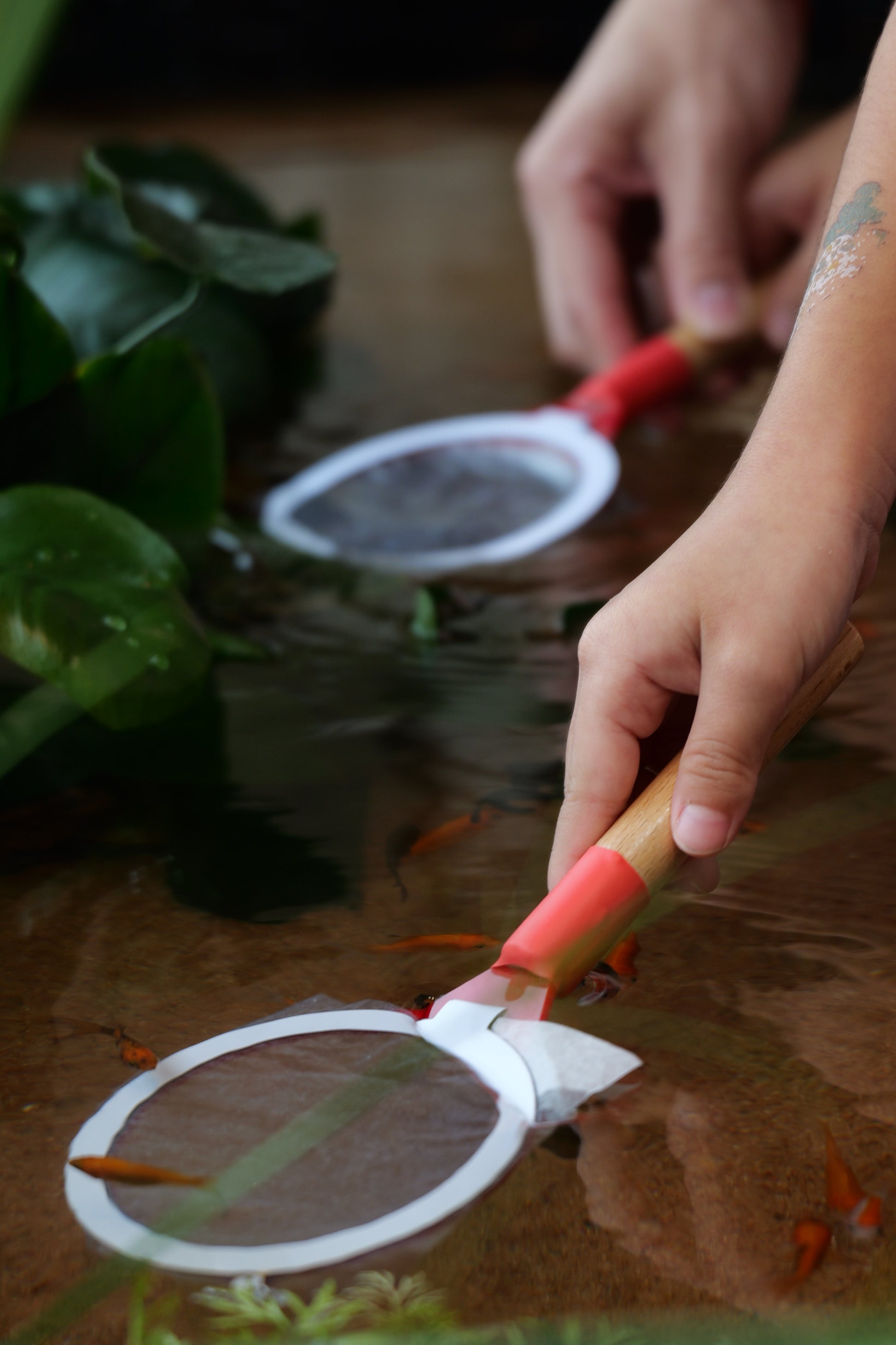 Build Your Own Moss Terrarium + Goldfish Scooping