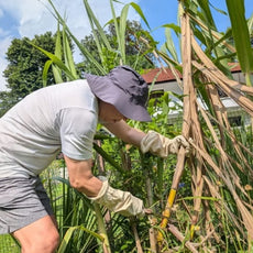 Be a Mini Food Farmer: Salad & Sugar Cane