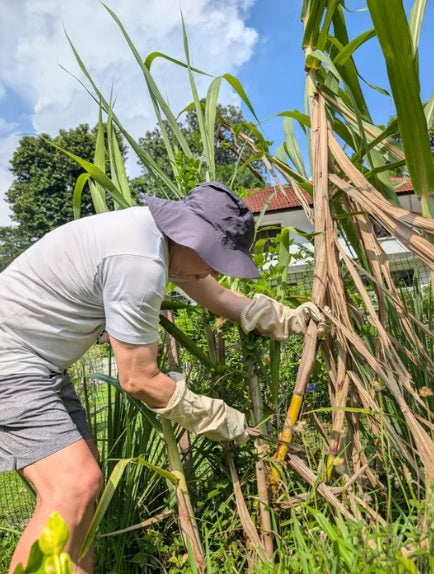 Be a Mini Food Farmer: Salad & Sugar Cane