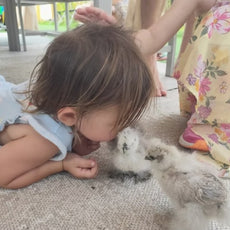 Learn to Raise Your Own Chickens (No Farm Needed!)