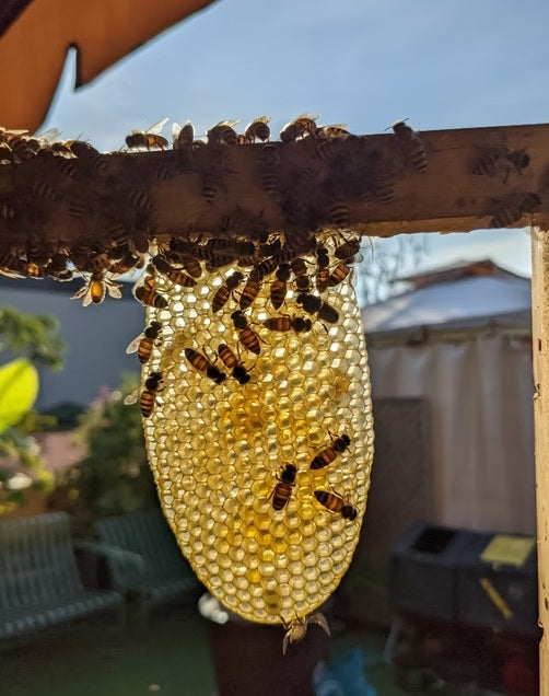 Little Candle Makers: Beeswax Fun!