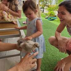 Learn to Raise Your Own Chickens (No Farm Needed!)