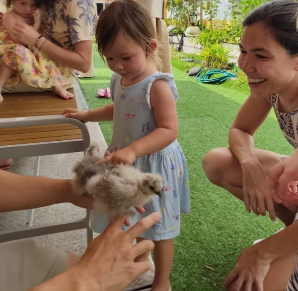 Learn to Raise Your Own Chickens (No Farm Needed!)