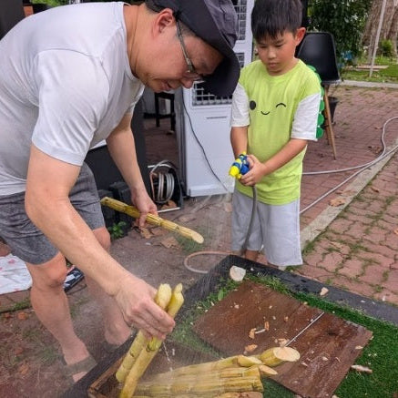 Be a Mini Food Farmer: Salad & Sugar Cane