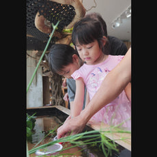 Fun with Rolly Pollies - Build Your Own Insectarium